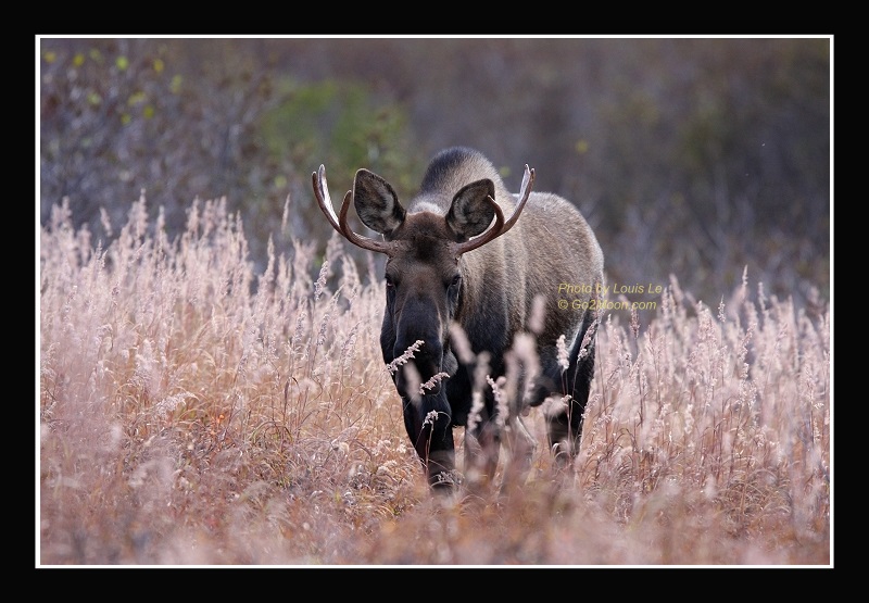 Bull Moose in Field