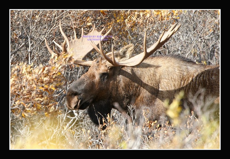 Bull Moose in Denali