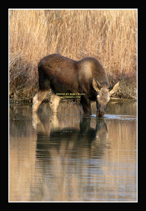 Moose in Marsh