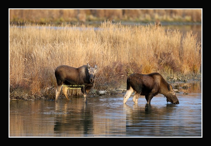 Moose at Potter Marsh