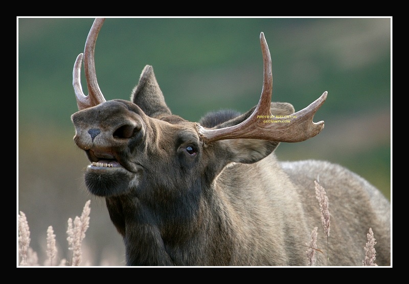 Bull Moose Flehmen Response