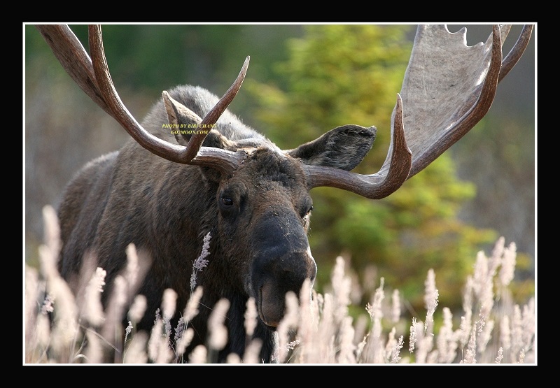 Bull Moose Rack