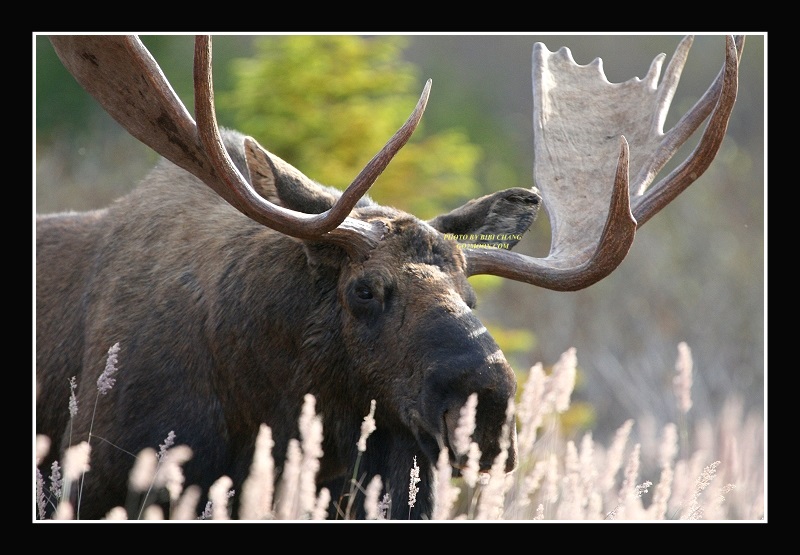 Bull Moose Rack