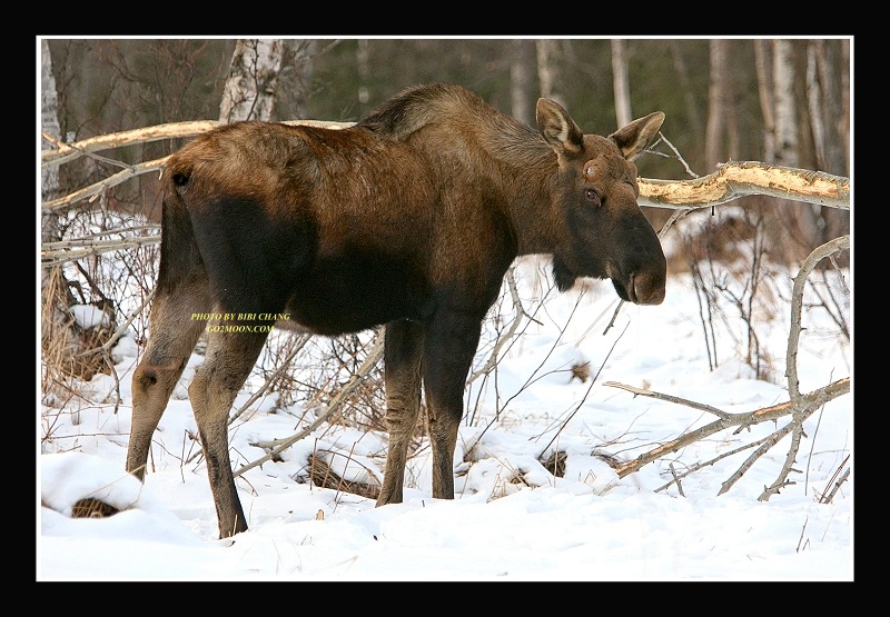 Moose Eating Bark