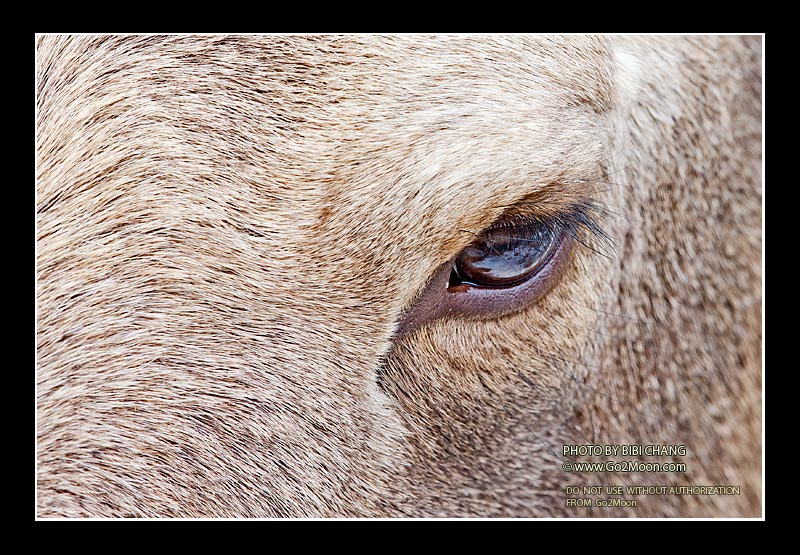 Moose Eye