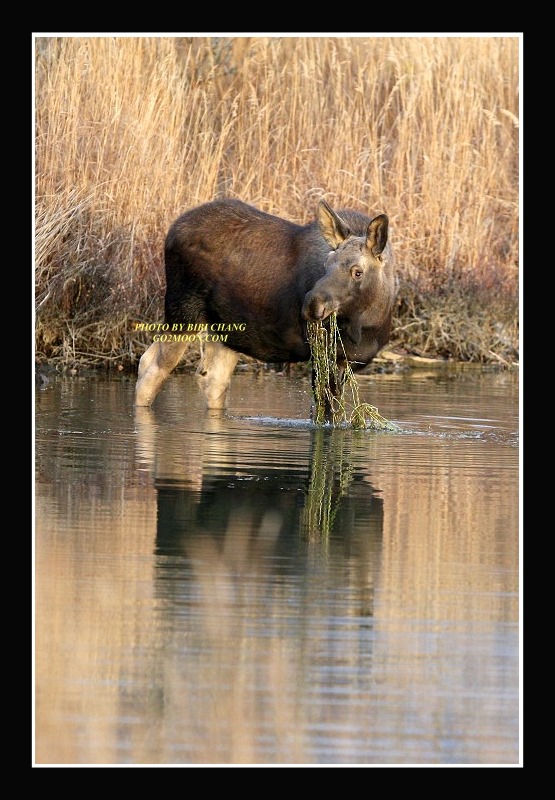 Moose Eating in Marsh