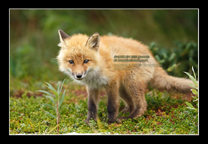 Red Fox Alaska