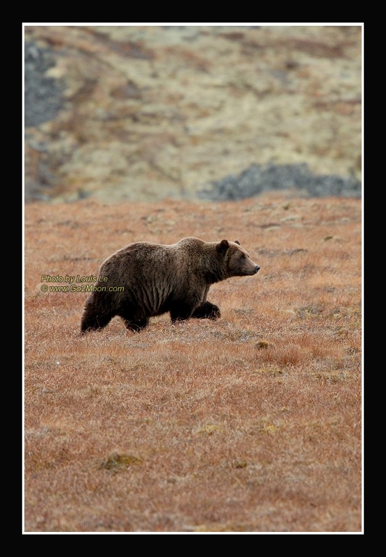 Northwest Territory Bear