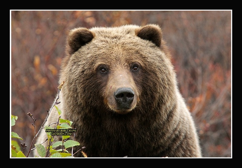 Yukon Bear Encounter