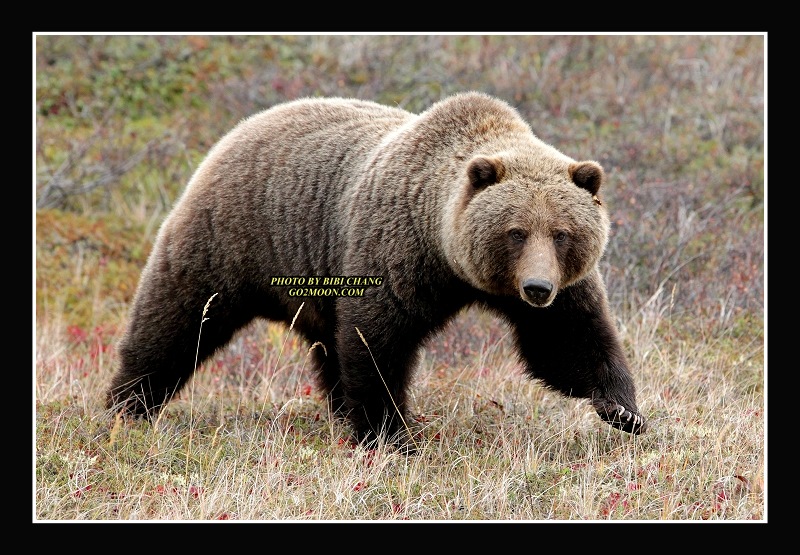 Yukon Bear