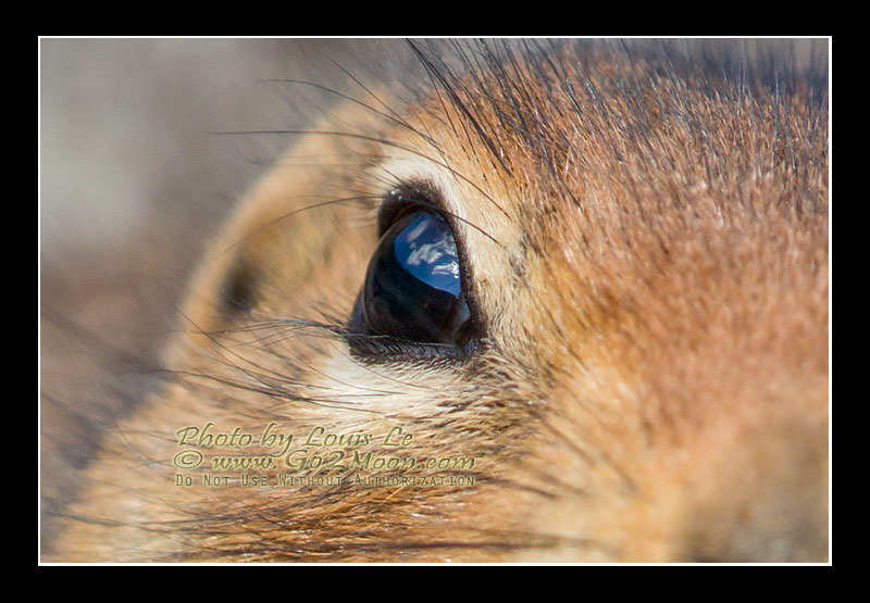 Squirrel Eye