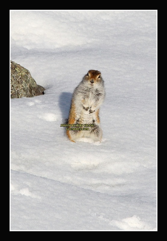 Ground Squirrel on Snow