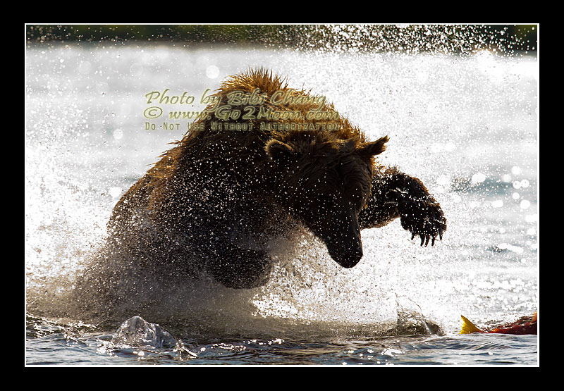 Bear Jumping on Fish