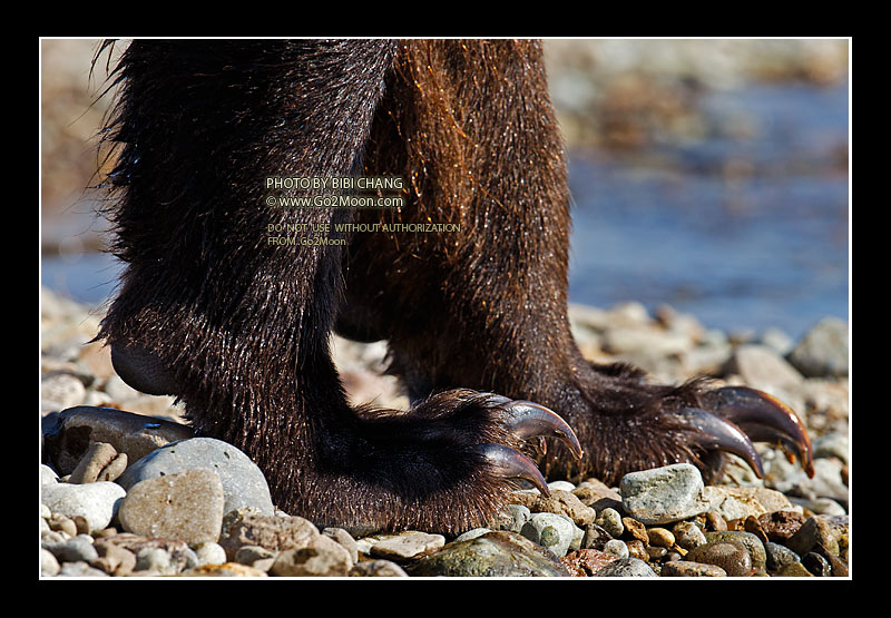 Bear Claw Detail