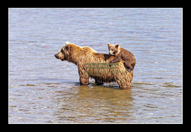Bear Cub Climb on Mama Back