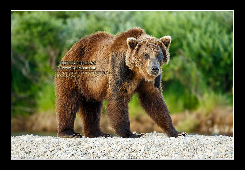 Brown Bear in Katmai