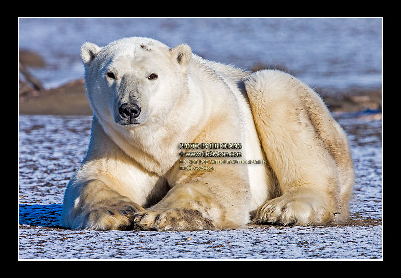 Polar Bear on the Snow