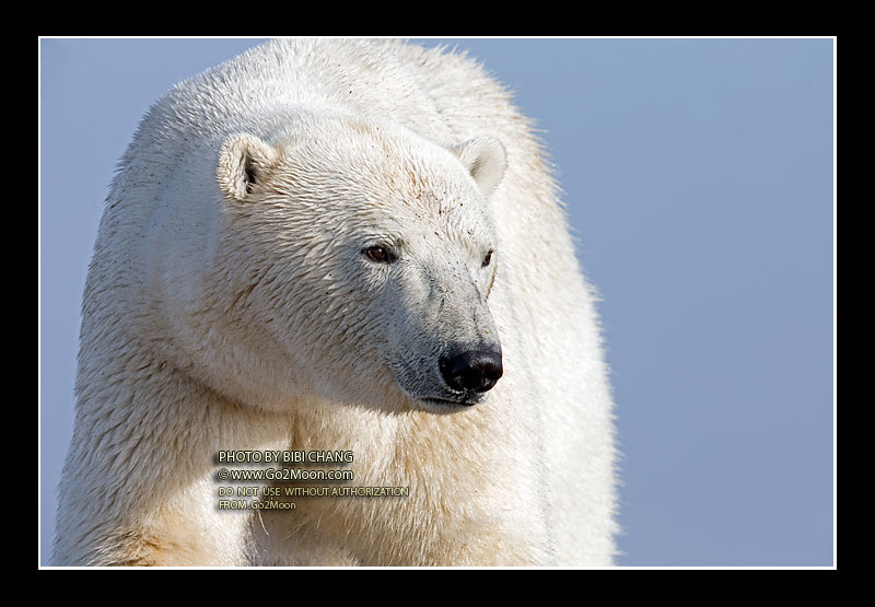 Alaska Polar Bear
