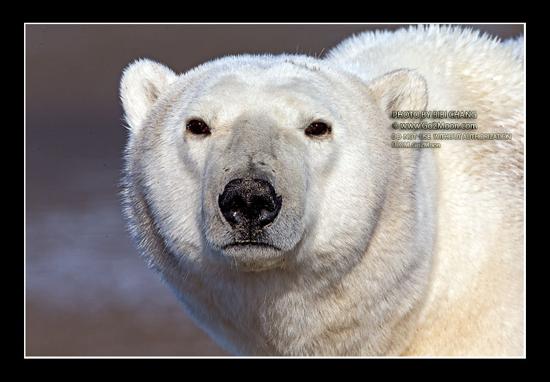 Adult Polar Bear