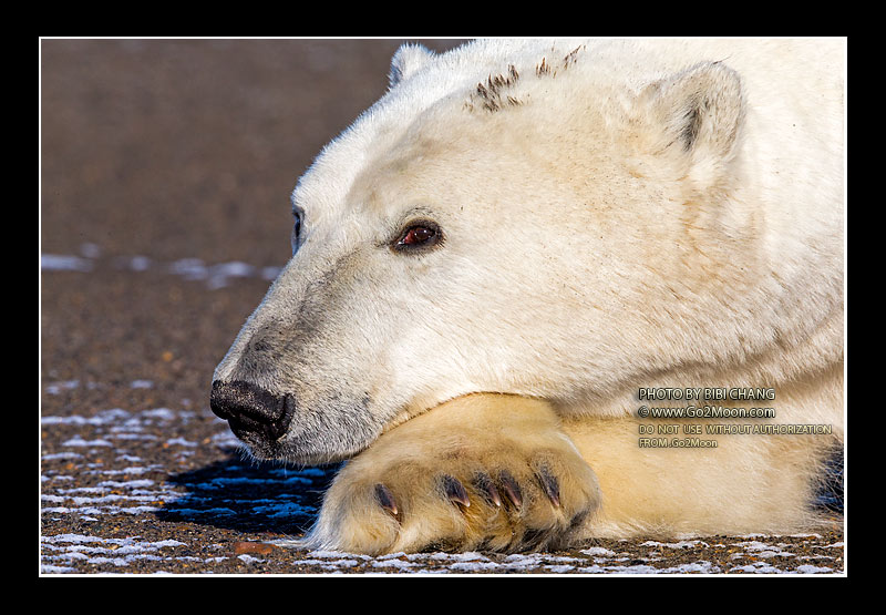 Polar Bear Claws