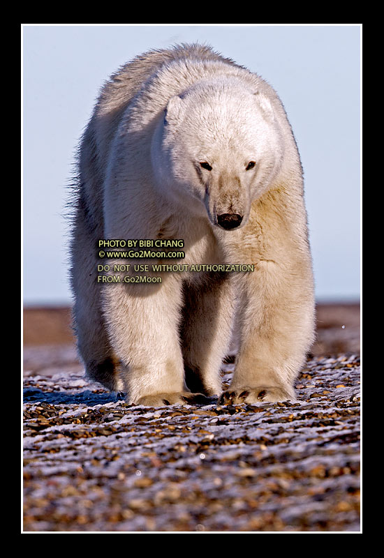 Polar Bears Kaktovik