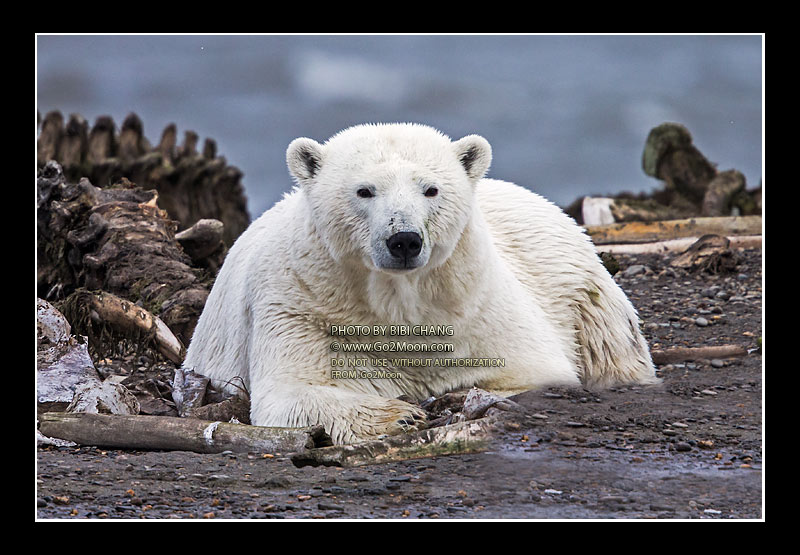 Polar Bear Next to Whale Bone