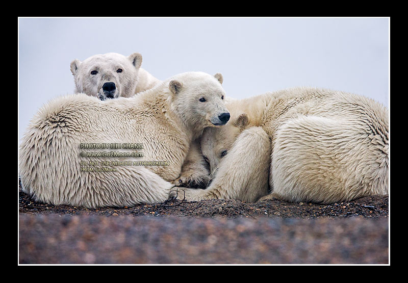 Polar Bear Huddle