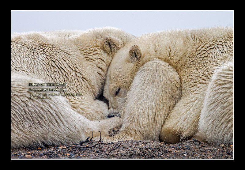 Polar Bear Snuggle