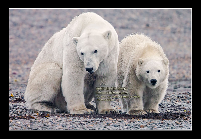 Mother Polar Bear with Cub