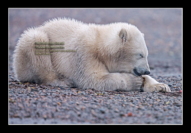 Sleeping Polar Bear Cub