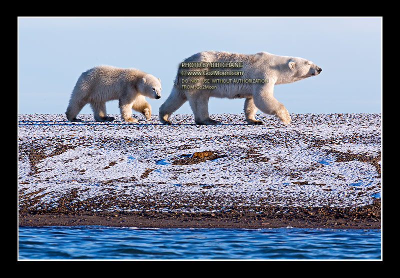 Alaska Polar Bear and Cub