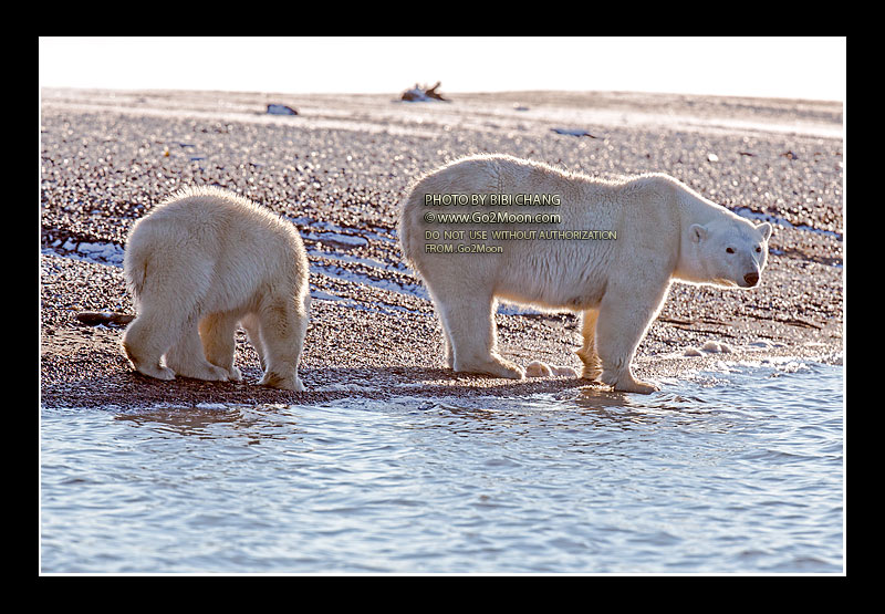 Mother Polar Bear with Cub