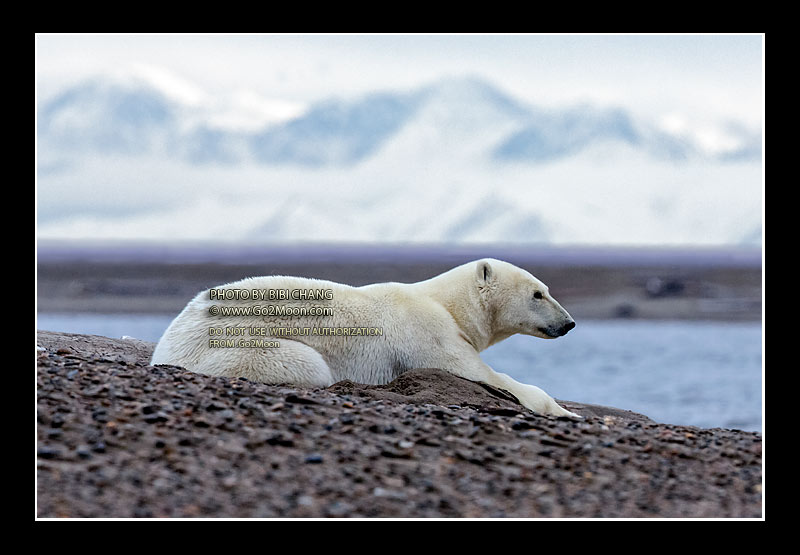 Polar Bear in the Wild