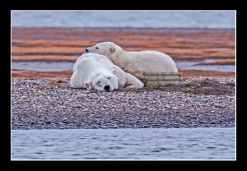 Polar Bears Sleeping