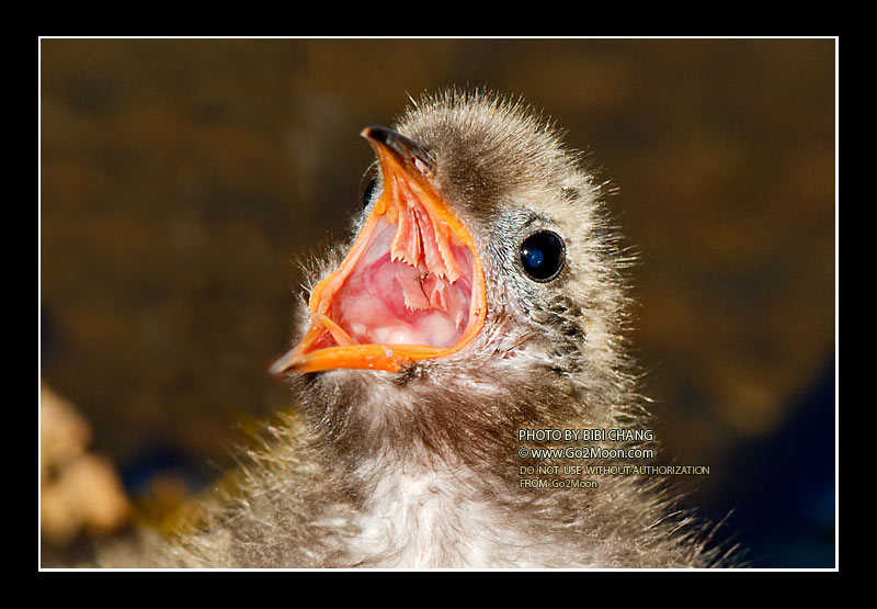 Arctic Tern Chick