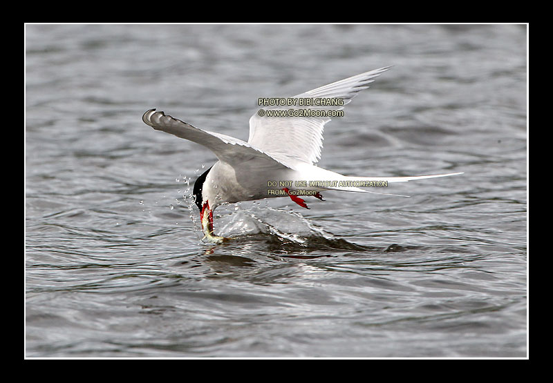 Arctic Tern Catch Fish