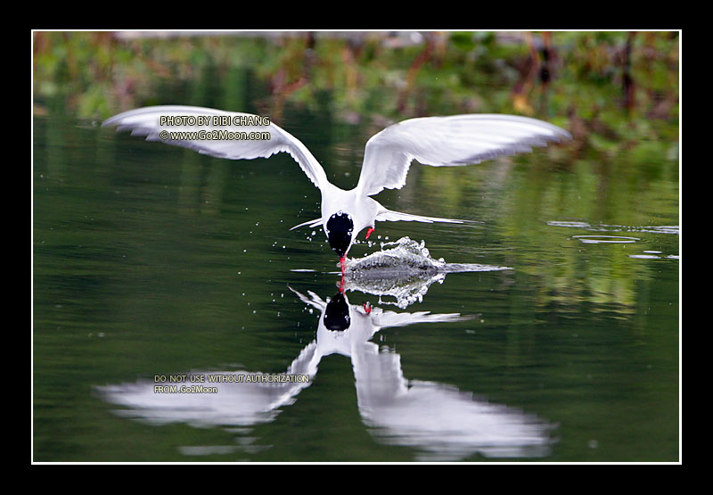 Arctic Tern Skimming