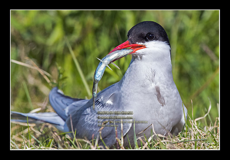 Arctic Tern Holding Fish