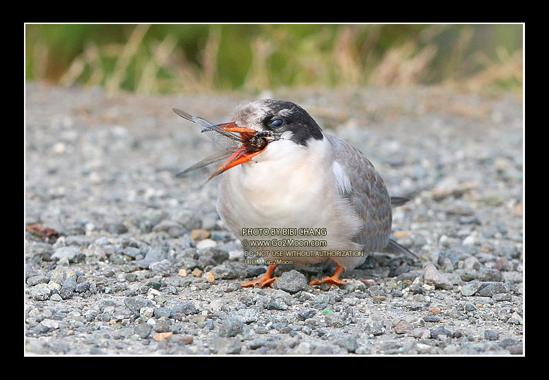 Arctic Tern Chick Eating