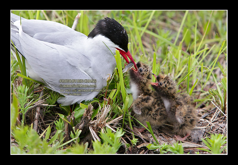 Arctic Tern Feeding Chicks