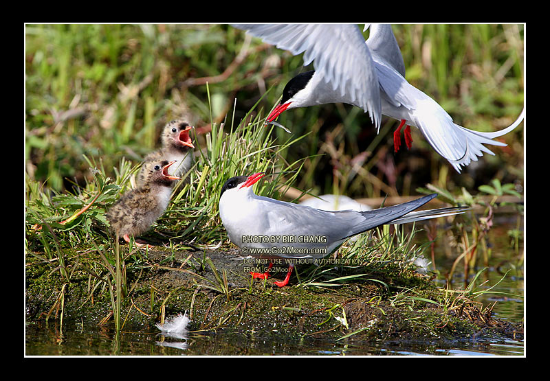 Feeding Arctic Tern Chicks