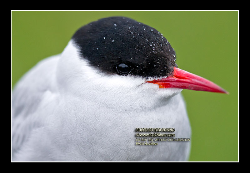 Arctic Tern Close Up