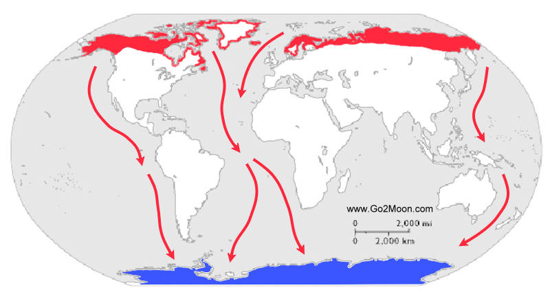 Arctic Tern Migration Map