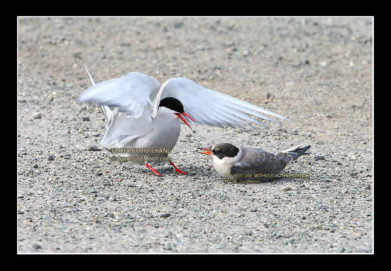 Arctic Tern Attack