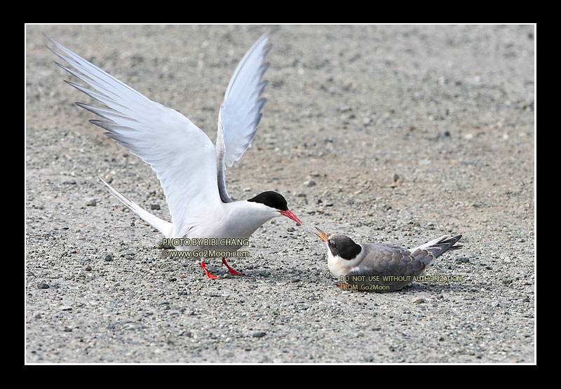 Arctic Tern Attack