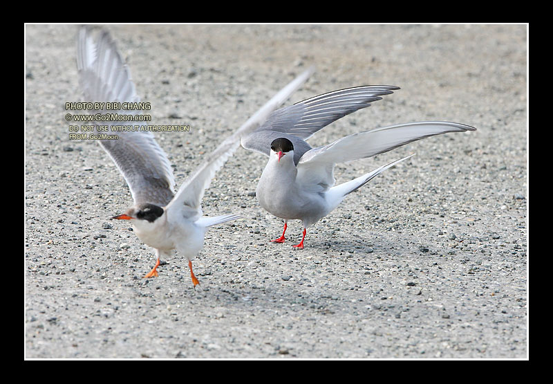 Arctic Tern Behaviorial Response