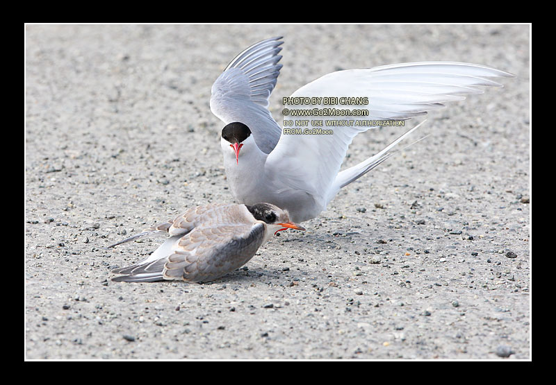 Arctic Tern Behavior