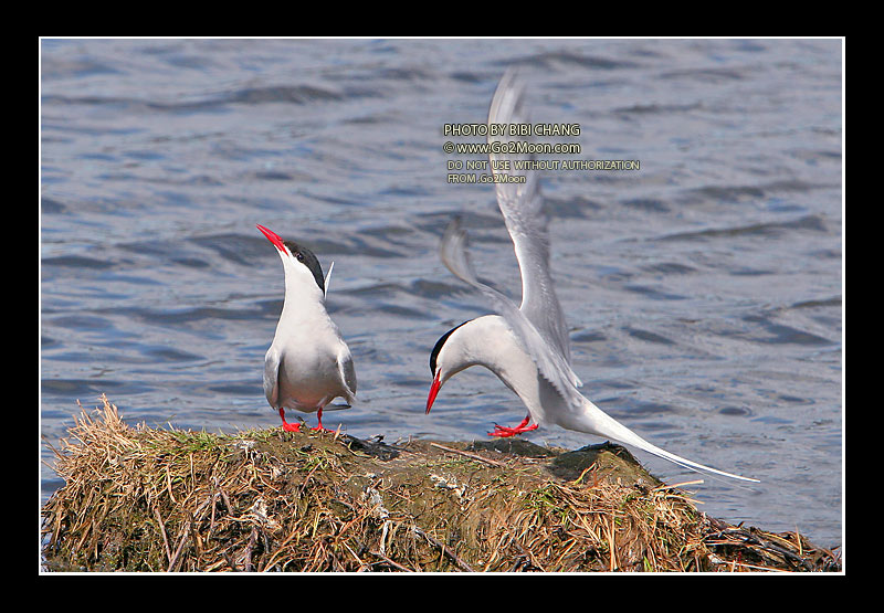 Arctic Tern Courtship