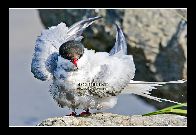 Arctic Tern Drying Feathers