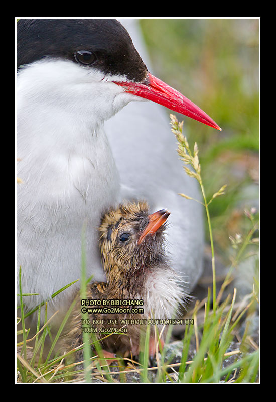 Newborn Arctic Tern Chick